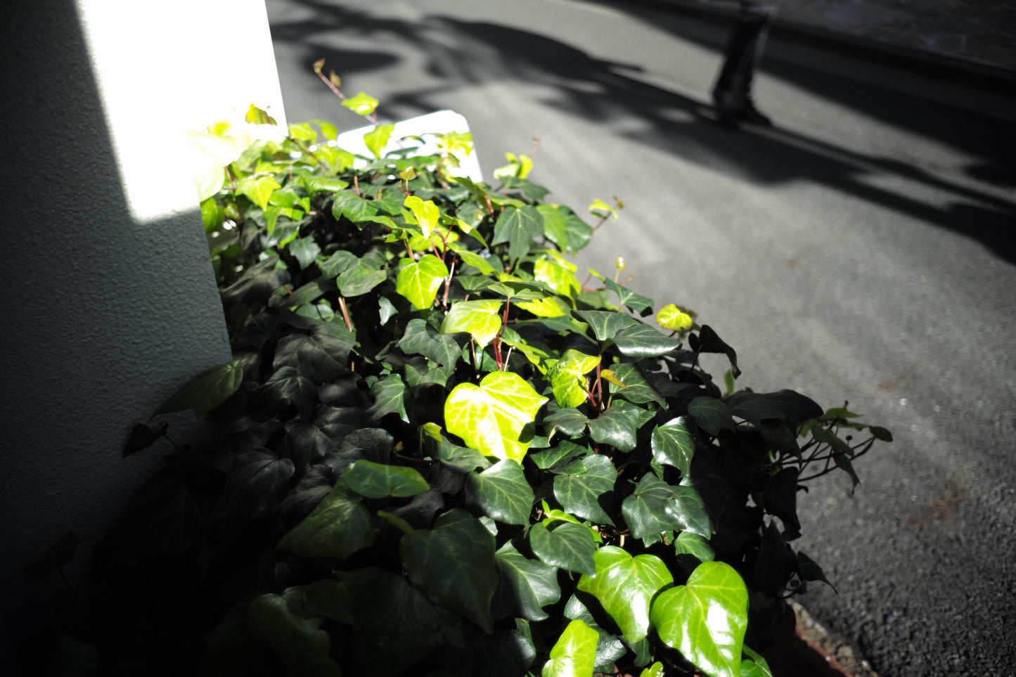 LEICA Summicron M35mm f2.0 1st 8枚玉 CANADA製