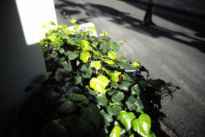 LEICA Summicron M35mm f2.0 1st 8枚玉 CANADA製