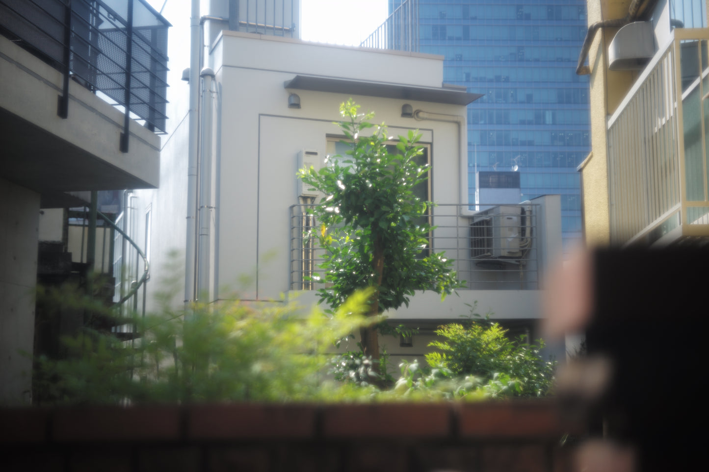 LEICA Summar L50mm f2.0 ノンコート 1936年製 メンテナンス済み