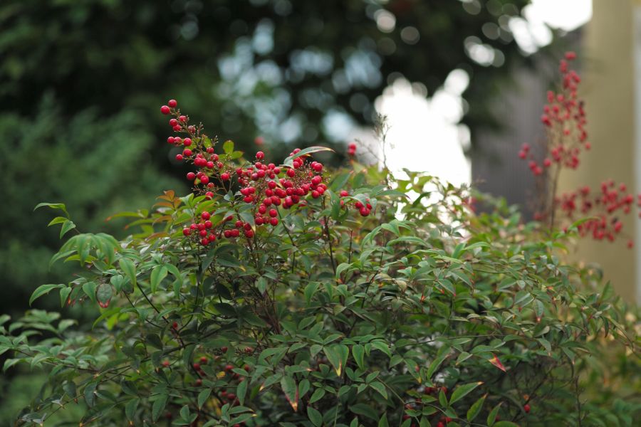 LEICA Tele-Elmar M135mm f4.0 Black 1970年製