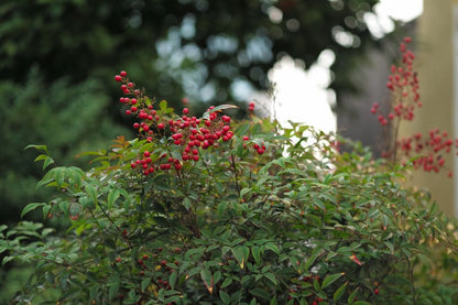 LEICA Tele-Elmar M135mm f4.0 Black 1970年製